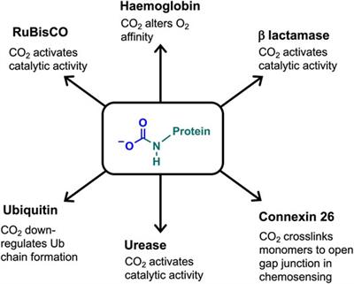 Carbon Dioxide and the Carbamate Post-Translational Modification